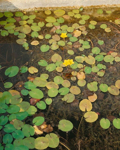 Teich mit Seerosenblättern und gelben Teichrosenblüten