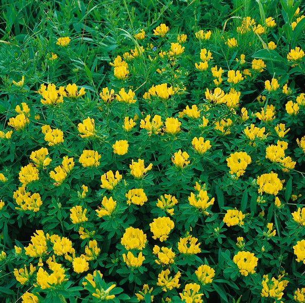 Chamaecytisus supinus, Gelber Geißklee, 20–30 cm