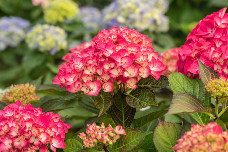 Hydrangea macrophylla 'Red Angel', Hortensie, rot, 40–60 cm