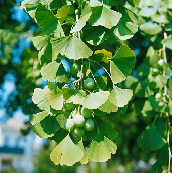 Ginkgo biloba 'Simon', Fächerblattbaum, 40–60 cm