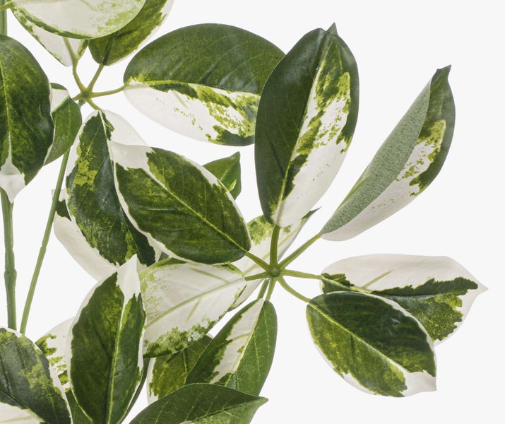 Künstlicher Schefflera Zweig mit grün und weiß panaschierten Blättern.