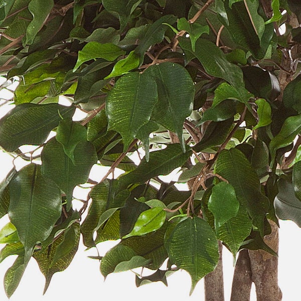 Nahaufnahme einer künstlichen Ficus Benjamina Pflanze mit grünen Blättern und braunen Zweigen.
