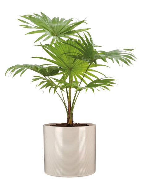 Scheurich Blumentopf aus Keramik,  Farbe: Sesame, 16 cm Durchmesser, 15 cm hoch, 2,6 l Vol.