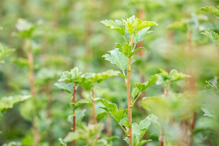Ribes alpinum 'Schmidt', Alpen-Johannisbeere, 40–60 cm, kompakt