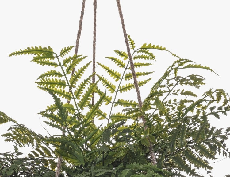 Grüner Farn in einer Blumenampel mit Mooseinlage und Seilaufhängung.