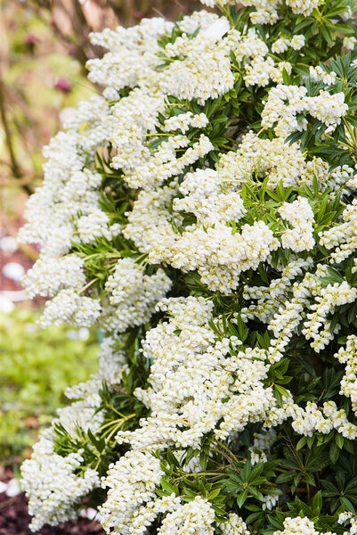 Pieris japonica 'Debutante', Japanische Lavendelheide, weiß, 30–40 cm