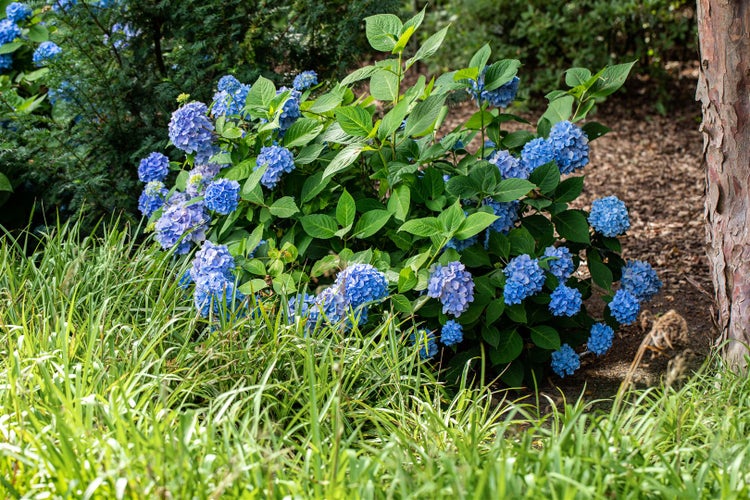 Hydrangea macrophylla 'Belle Seduction', Hortensie, rosa, 40–60 cm