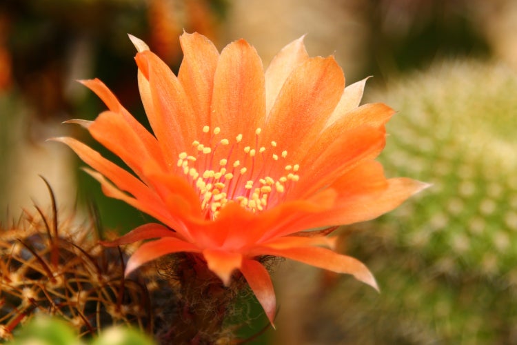 SAFLAX Garden in the bag - Argentinischer Zwergkaktus - Rebutia / Mix - 40 Samen - Mit Anzuchtsubstrat im praktischen, selbst aufstellenden Beutel