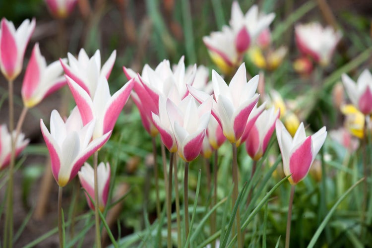 Tulipa turkestanica, Wildtulpe, cremeweiß, ca. 9x9 cm Topf
