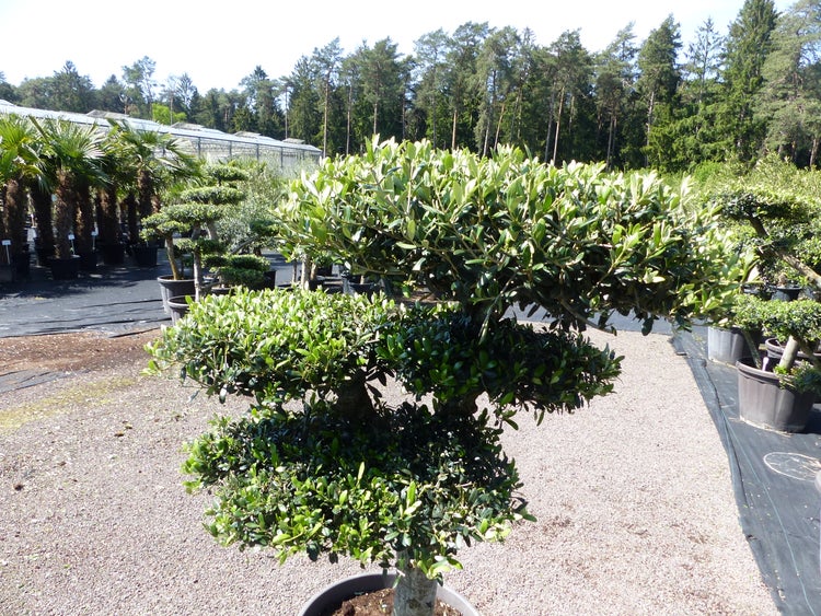 Olivenbaum 4 Pon Pon Bonsai Formgehölz Gartenbonsai Olea europaea Olive winterhart