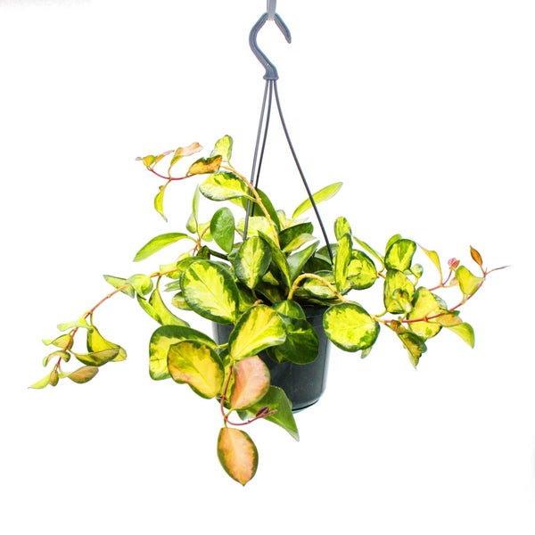 Zimmerpflanze zum Hängen Hoya carnosa Lisa buntblättrige Porzellanblume Wachsblume 14cm Ampel