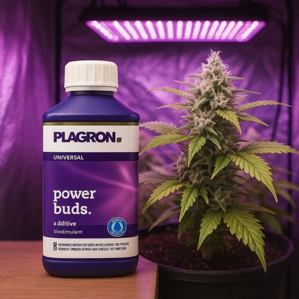 Plagron Power Buds Zusatzstoff Biostimulans neben einer Cannabispflanze unter einer Lampe.