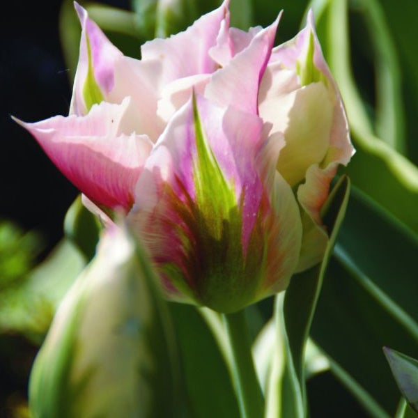 Nahaufnahme einer Tulpe mit pinkfarbenen und grünen Akzenten