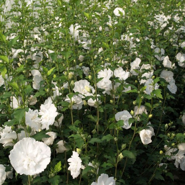 Nahaufnahme einer Hecke mit weissen Hibiskusblüten und grünen Blättern.