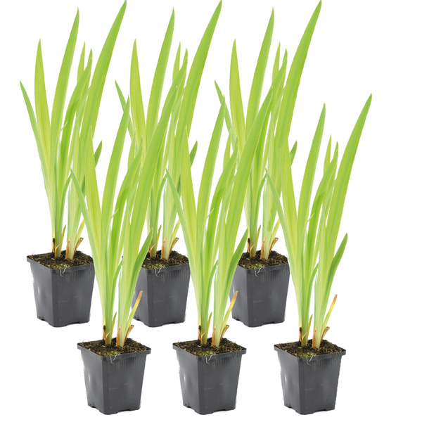 Set von 6 Wasserpflanzen mit langen grünen Blättern in schwarzen Pflanztöpfen