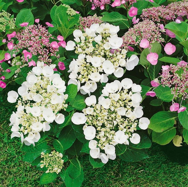 Hydrangea macrophylla 'Teller White', Hortensie, weiß, 30–40 cm