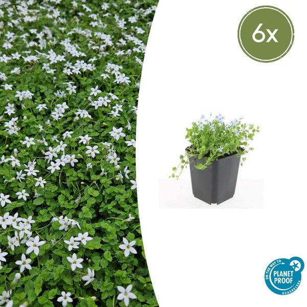 Isotoma fluviatilis im 6er-Set, Bodendecker mit hellblauen sternförmigen Blüten im Topf und als Pflanzenteppich, On the way to Planet Proof zertifiziert.