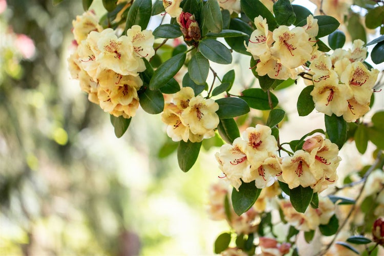 Rhododendron Hybr. 'Viscy', Rhododendron, 30–40 cm