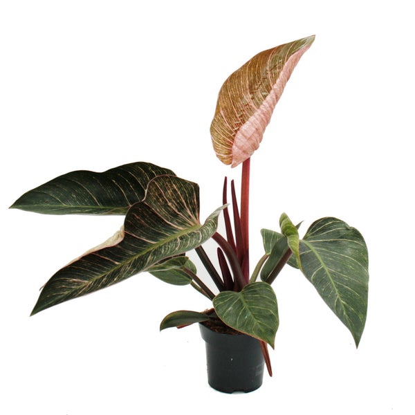 Philodendron erubescens Pink Bikini - rosa gestreifter Baumfreund - 14cm Topf