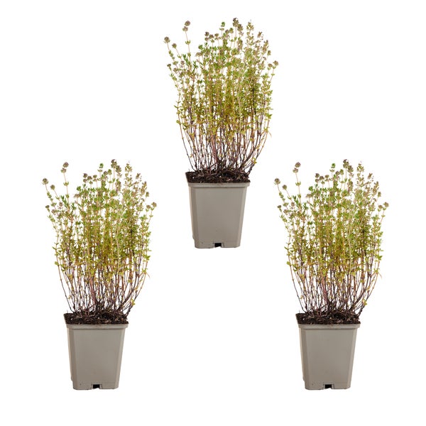 Drei Topfpflanzen Thymian auf weißem Hintergrund.