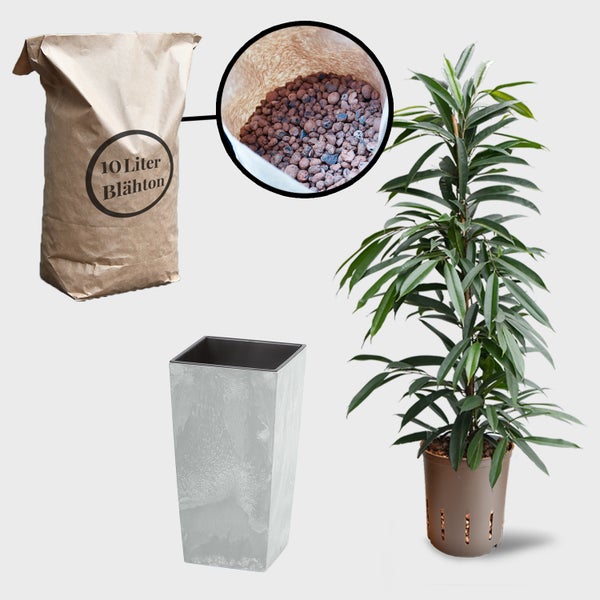 Zimmerpflanze mit Übertopf, Pflanzgranulat und Blähton in 10 Liter Sack