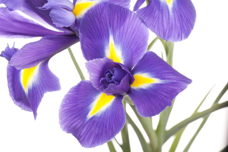 Iris sibirica, Sibirische Schwertlilie, blau-violett, ca. 9x9 cm Topf