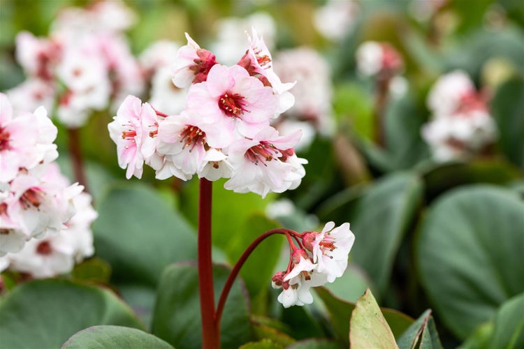 Bergenia cordifolia 'Silberlicht', Riesensteinbrech, weiß, ca. 9x9 cm Topf