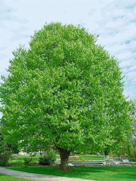 Fagus sylvatica, Rotbuche, 125–150 cm