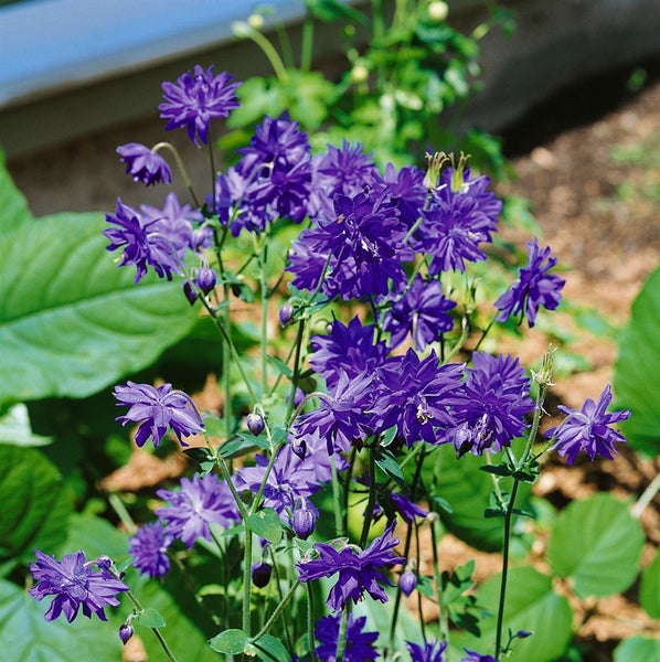 Aquilegia vulgaris 'Blue Barlow', Akelei, blau, ca. 9x9 cm Topf