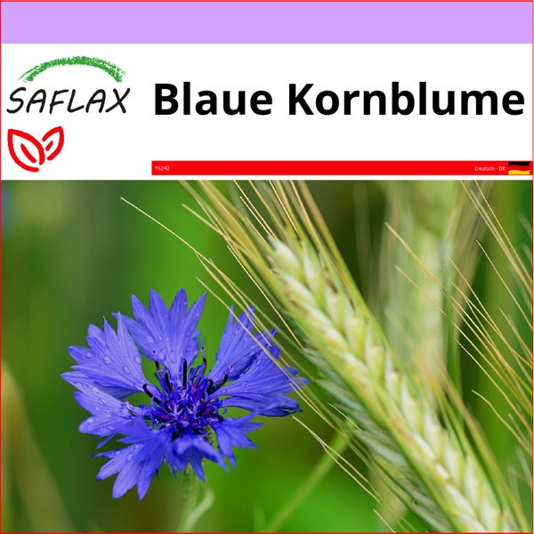 SAFLAX  - Blaue Kornblume - Centaurea cyanus - 27000 Samen