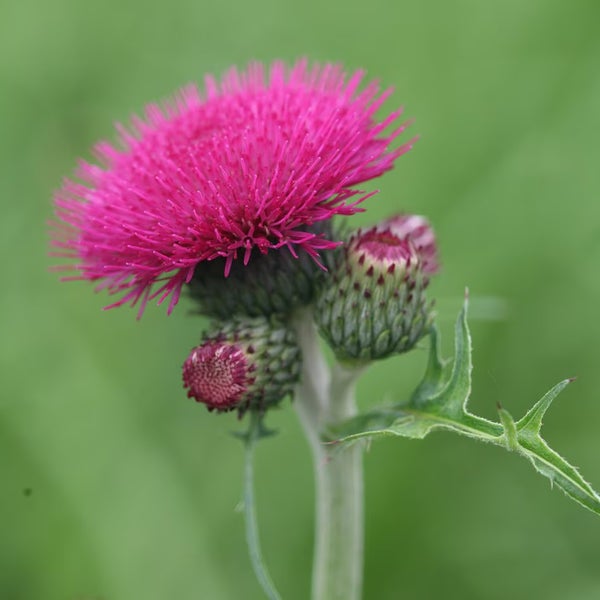Nahaufnahme einer blühenden Kratzdistel