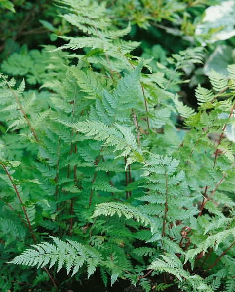 Athyrium filix-femina, Frauenfarn, ca. 9x9 cm Topf