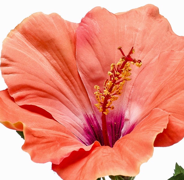 Nahaufnahme einer Hibiskusblüte mit lachsfarbenen Blütenblättern und einer dunklen Mitte.