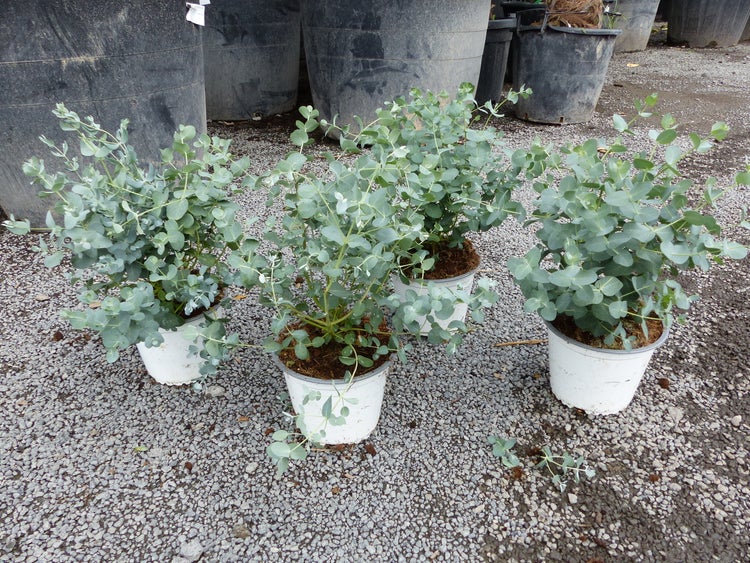 Vier Eukalyptus-Pflanzen mit silbrig-grünen Blättern in weißen Kunststofftöpfen auf einer Kiesfläche.