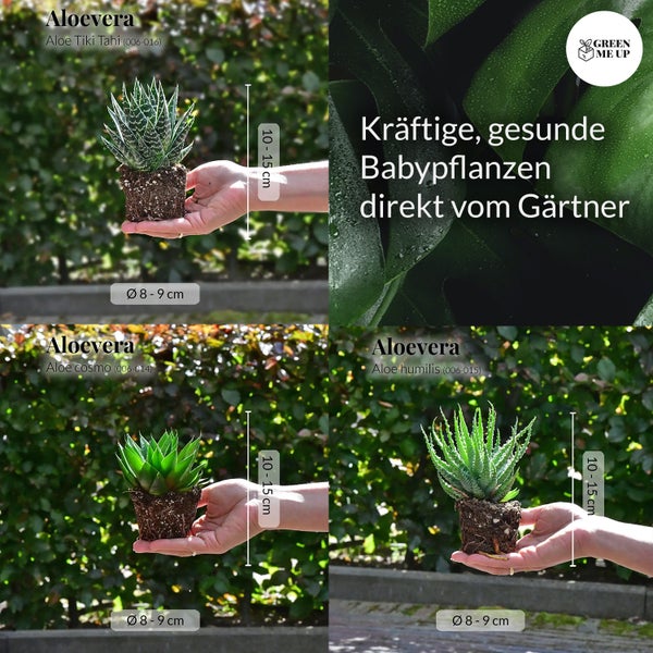 Collage mit drei Aloe Vera Pflanzen in der Hand, verschiedene Sorten und Größen.