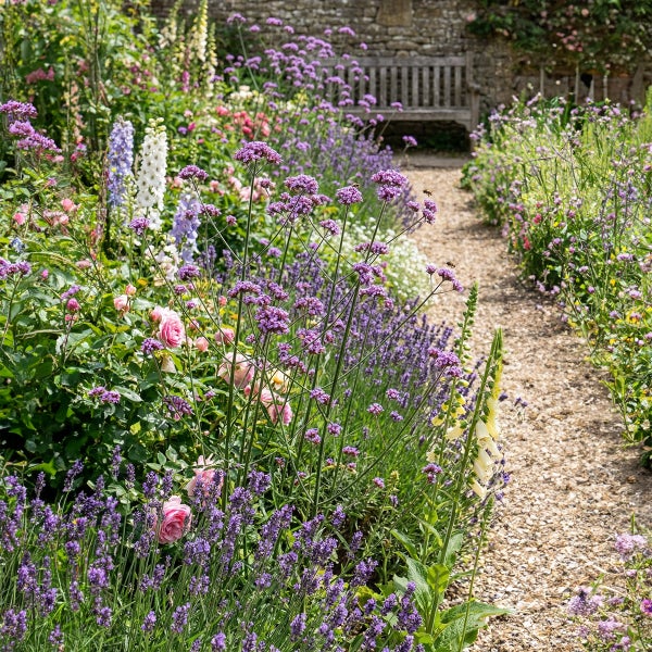 Gartenpfad mit lila Eisenkraut, Lavendel und rosa Rosen, der zu einer Holzbank vor einer Natursteinmauer führt.