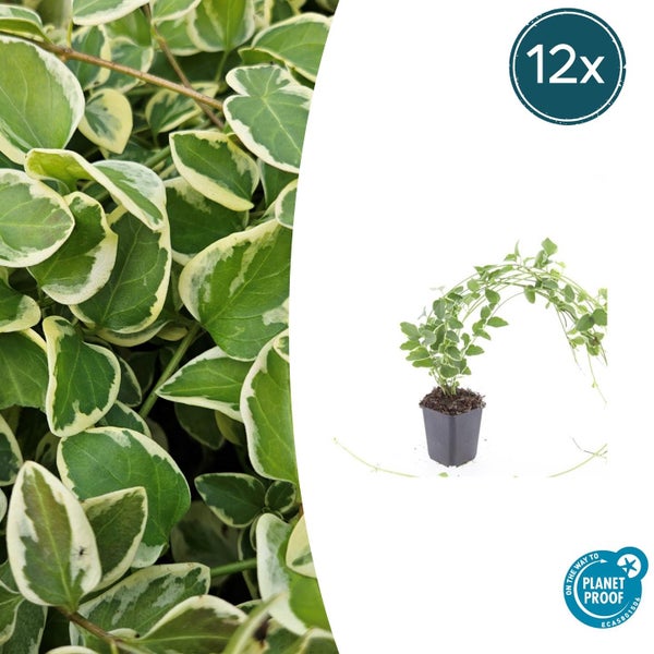 Großes Immergrün Vinca major Variegata im Topf, Set mit 12 Stück, PlanetProof zertifiziert.