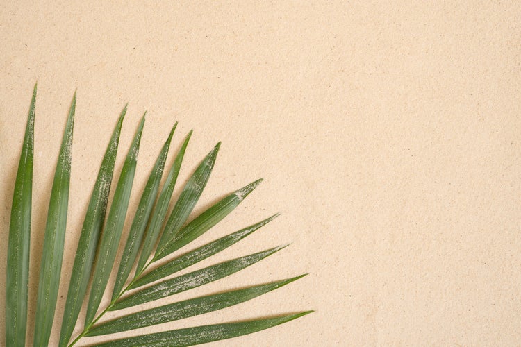 Palmblatt auf Sand