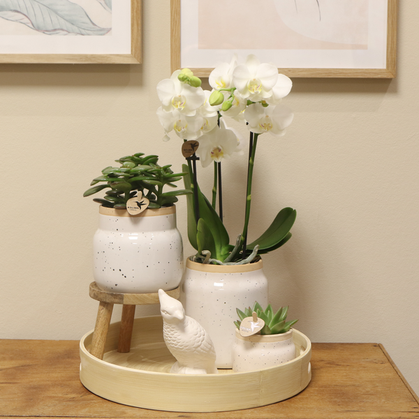 Kolibri Orchideen Geschenk zum Muttertag  Komplettes Pflanzenset Vintage weiß Grünpflanzen mit weißer Phalaenopsis Orchidee im Vintage weißen Ziertopf und Zubehör