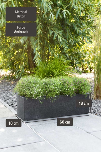 Rechteckiger Pflanzkasten aus Beton in Anthrazit mit den Maßen 60 mal 18 mal 18 Zentimeter, bepflanzt in einem Garten.