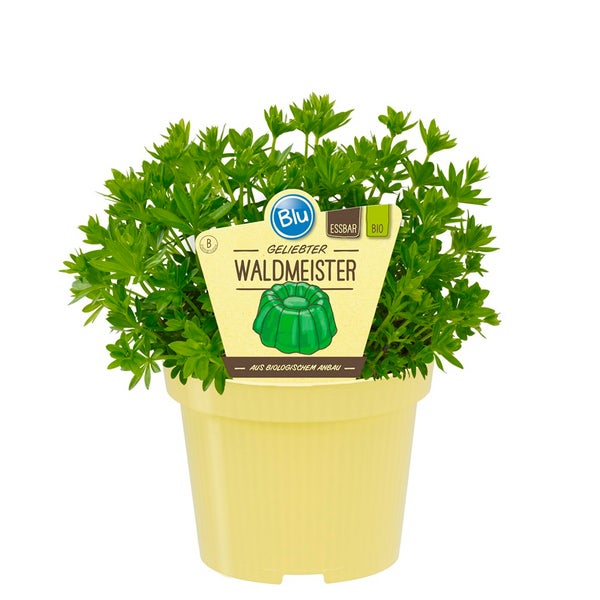 Waldmeister in BIO-Qualität - Galium odoratum - Kräuterpflanze im 12cm Topf