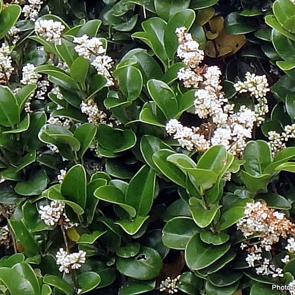 Immergrüne Heckenpflanze mit kleinen weißen Blüten