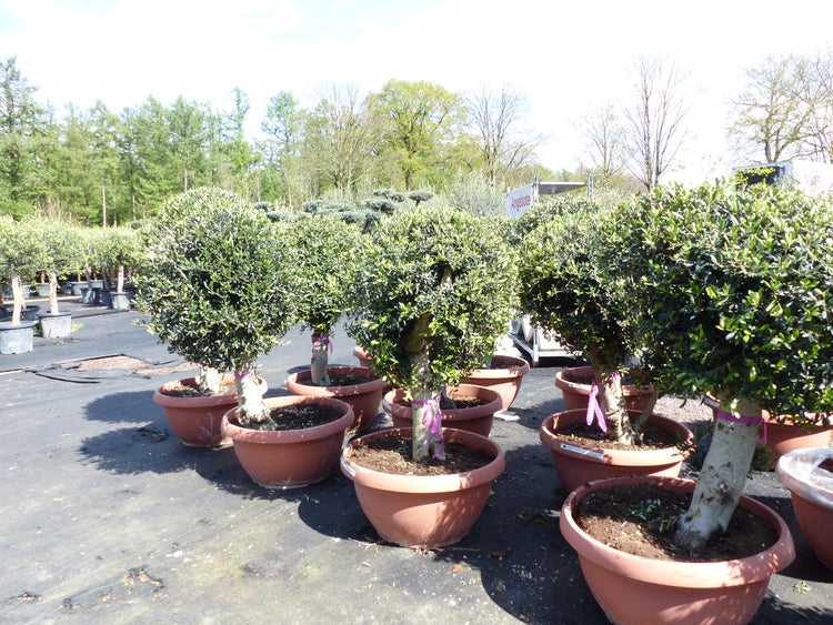 Bonsai Kugel Olivenbaum 140 - 170 cm knorrige urige Olive winterhart Olea Europaea Ölbaum