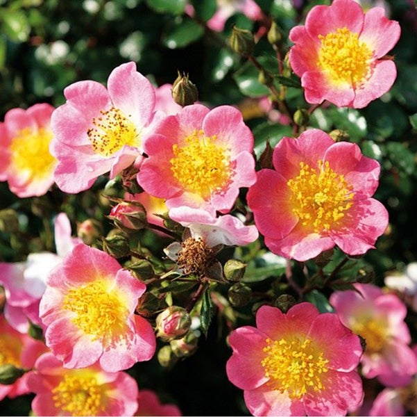 Nahaufnahme von rosa Wildrosenblüten mit gelben Staubgefäßen