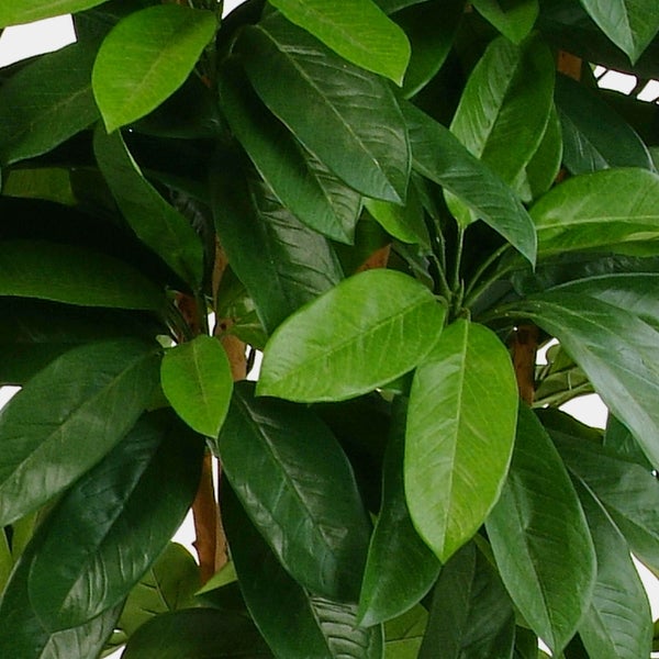 Grüne, glänzende Blätter einer Pflanze in Nahaufnahme.