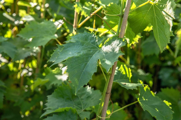 Grüne Weinrebe mit großen Blättern an einem Rankstab im Garten