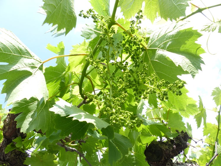 Nahaufnahme einer Weinrebe mit jungen Blütenständen und grünen Blättern im hellen Tageslicht.