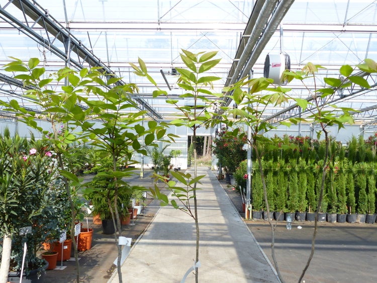 CARYA ILLINOINENSIS, Pekannuss, 160-170 cm Pecannussbaum, bedingt winterhart