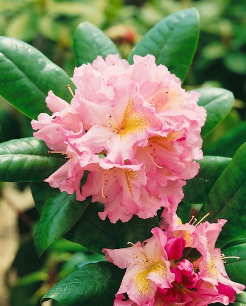 Rhododendron Hybr. 'Janet Blair', rosa Blüten, 30–40 cm