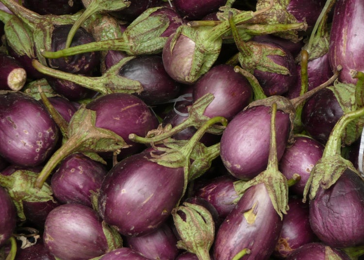 SAFLAX Garden to go - Eierbaum - Solanum melonga - 20 Samen - Mit Topf, Klima - Deckel und Anzuchtsubstrat